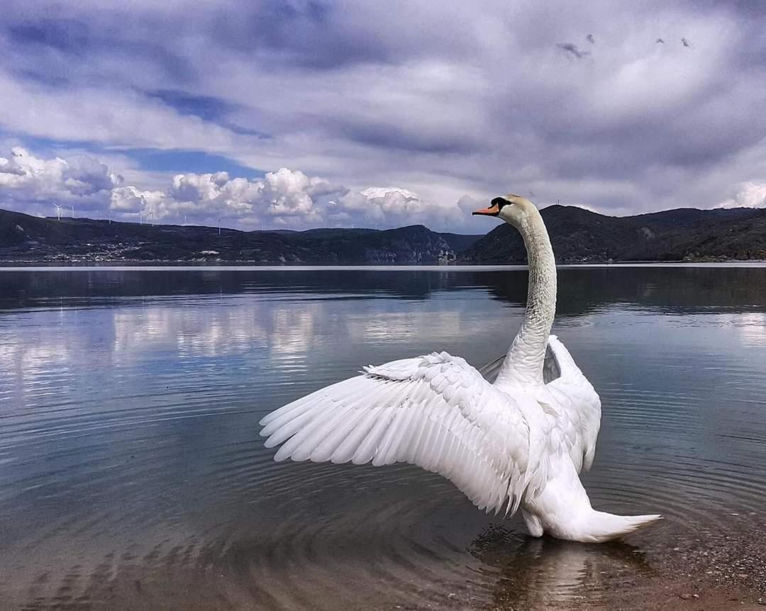 Apartman Bella Vista Golubac Esterno foto